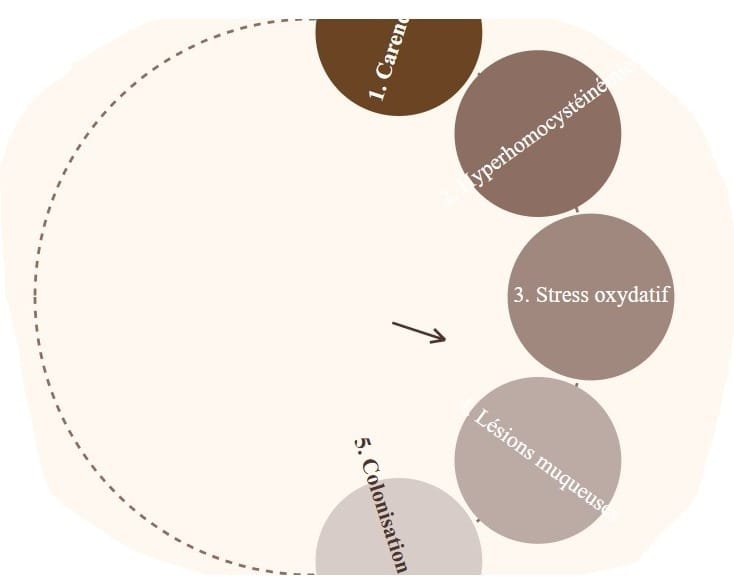 Schéma du cercle vicieux inflammation B12 Helicobacter pylori - Mondoclib.com