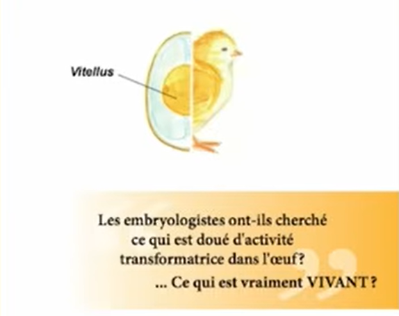 Microzymas dans le vitellus de l'œuf selon Béchamp