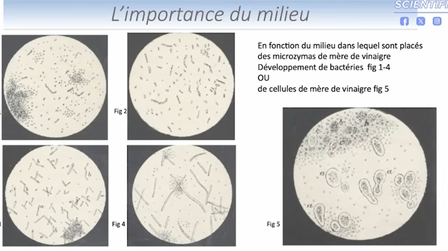 Schéma de Béchamp sur le terrain et la génération spontanée des microzymas
