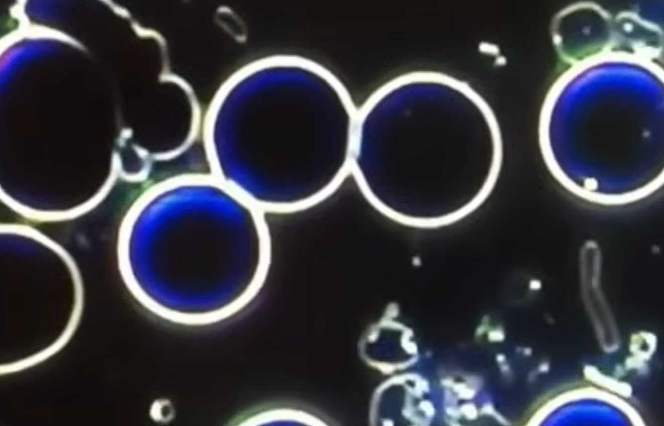 Microzymas s'associant pour former une bactérie