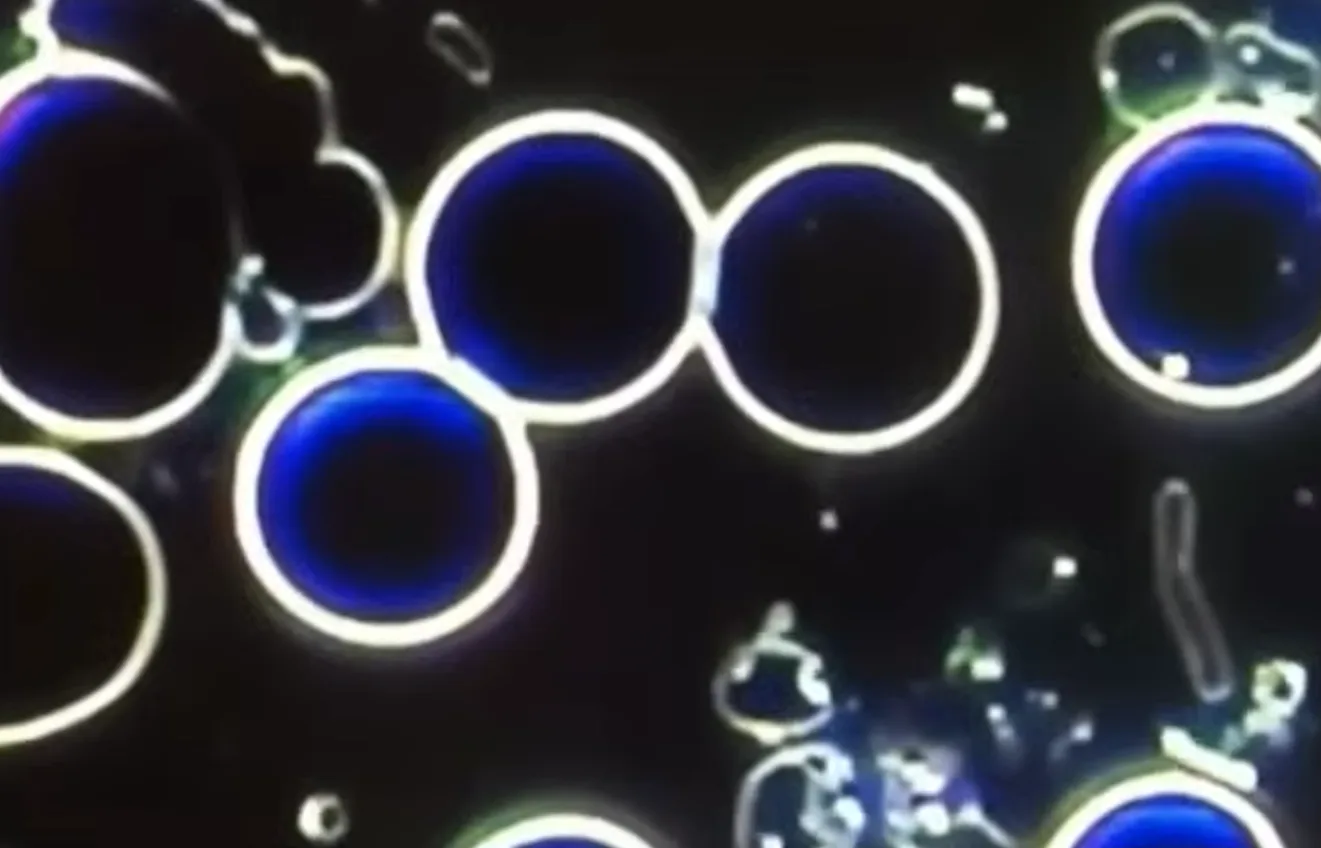 Microzymas s'associant pour former une bactérie